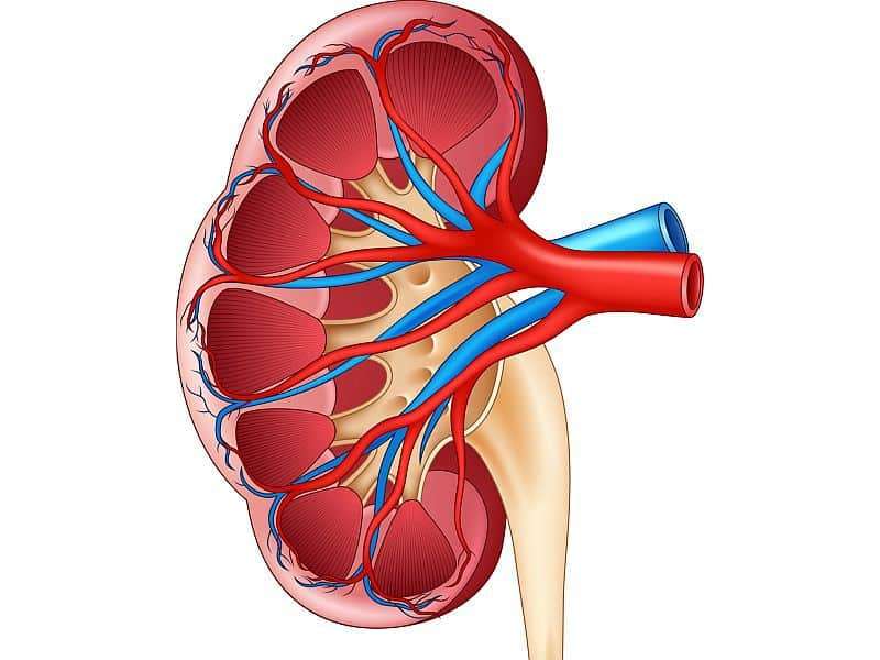 More Rapid Decline in Kidney Function for Diagnosed ...