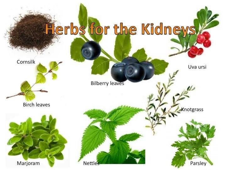 Natural Kidney Cleanse Herbs