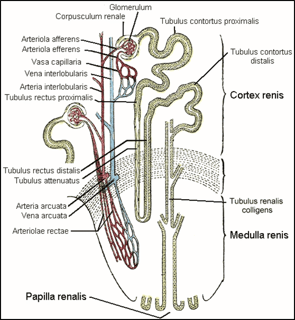 Nephron: Definition and Meaning, Structure of Nephron, Types of Nephron ...