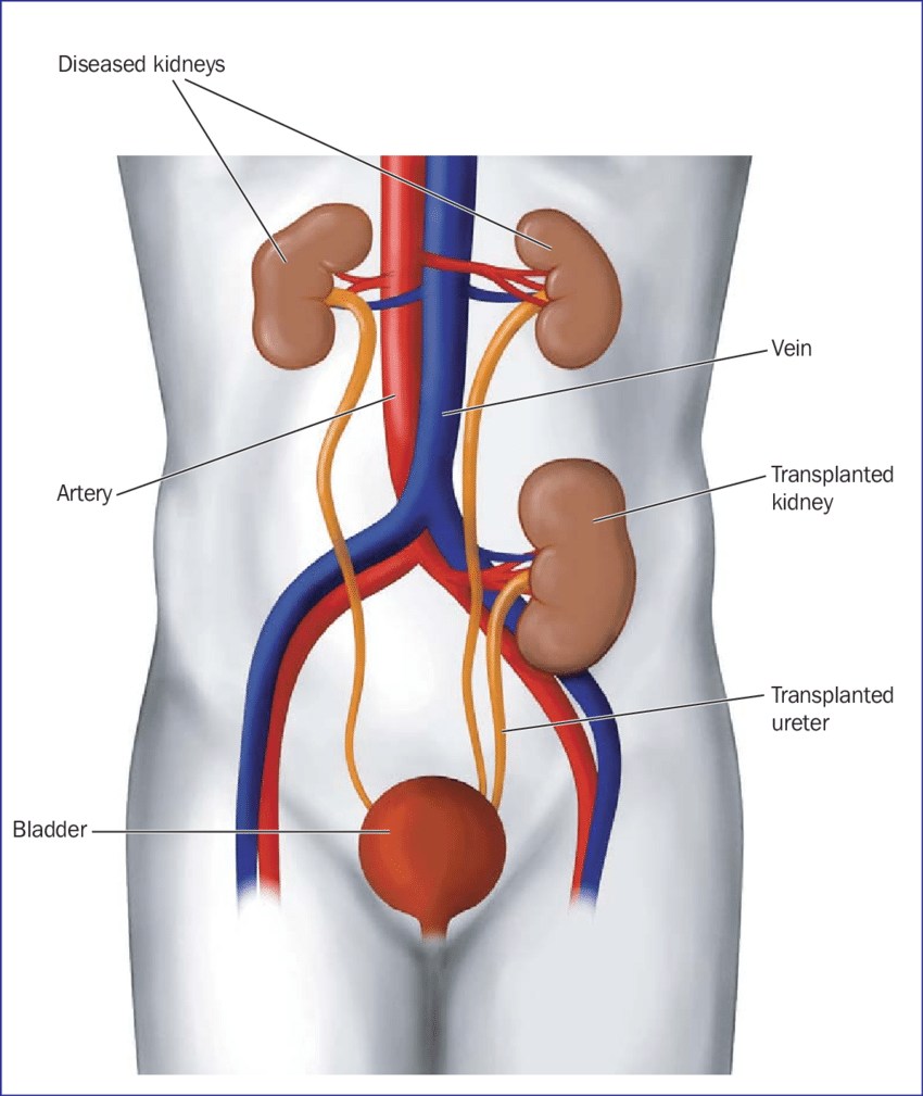 New Kidneys are located really high up. Interestingly discovered that ...