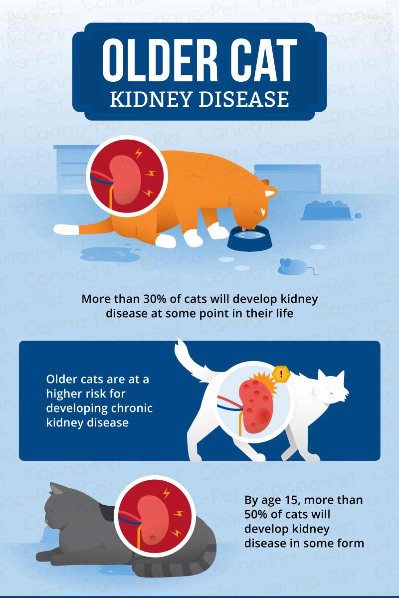 Natural Remedies For Cat Kidney Problems