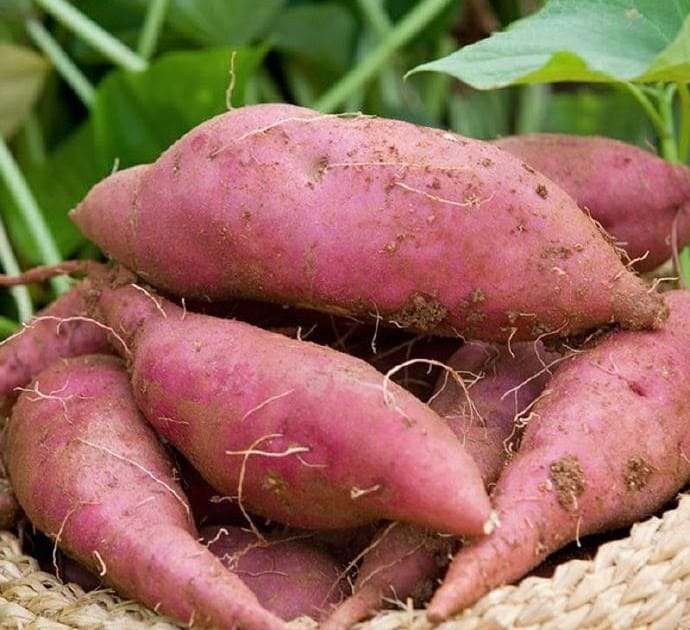 PHYSICAL HEALTH: Efficacy of sweet potato