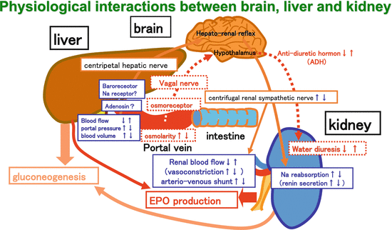 Physiological and Pathological Interactions Between Liver and Kidney ...