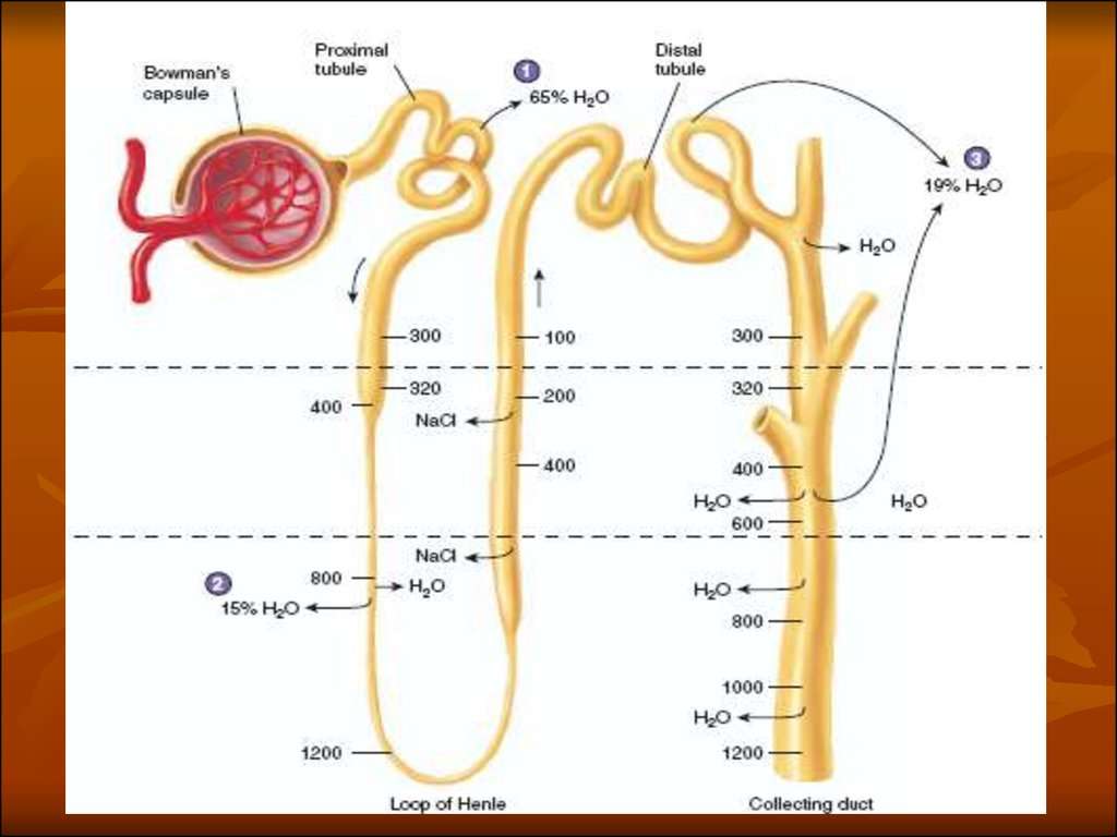 Physiology of kidneys