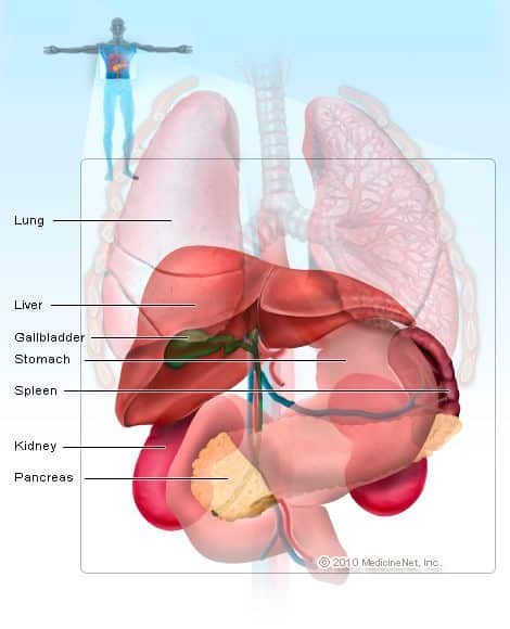 Picture of the spleen ( What are the causes of an Enlarged Spleen ...