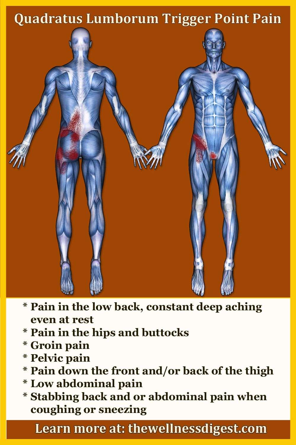 Pin on Mid and Low Back Muscles