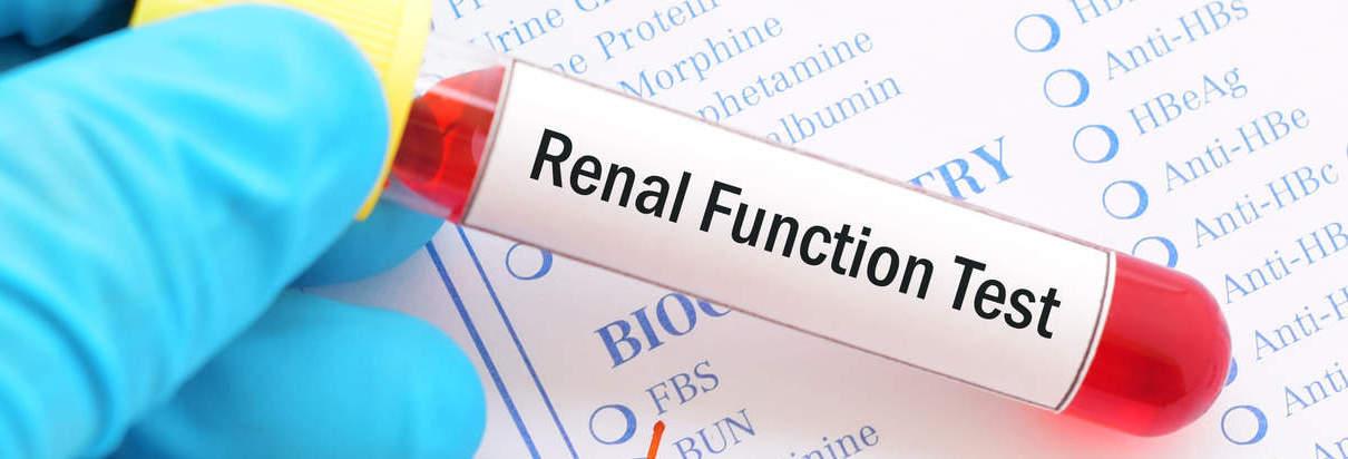 Renal function kidney