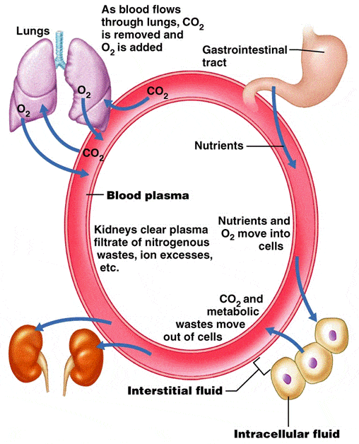 Renal physiology (Part 4):acid