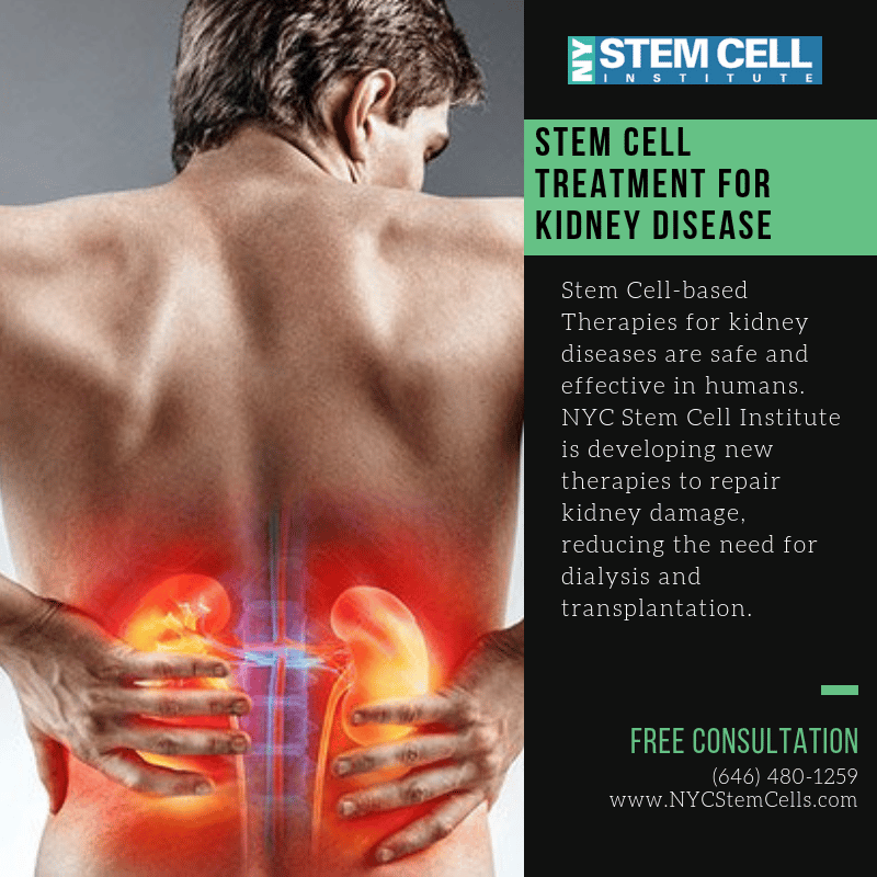Researchers have studied how stem cells might help kidneys to repair ...