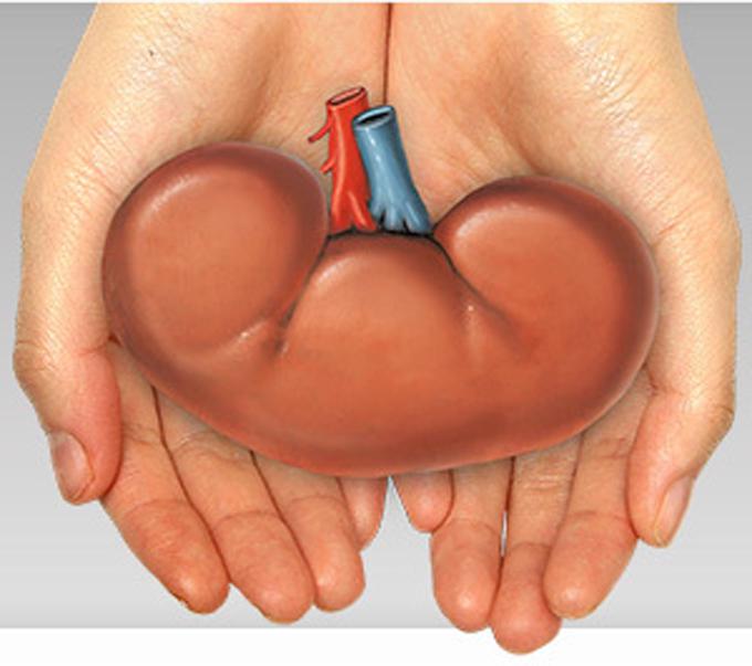 Should You Be Able To Sell Your Kidney?