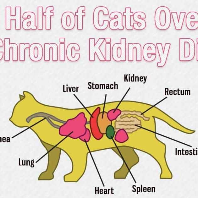 Signs Of Kidney Or Liver Disease In Cats
