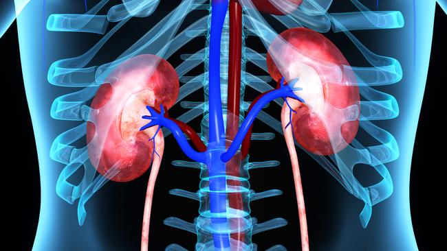 Stomach, spleen and kidneys: Some of the 7 organs you can ...