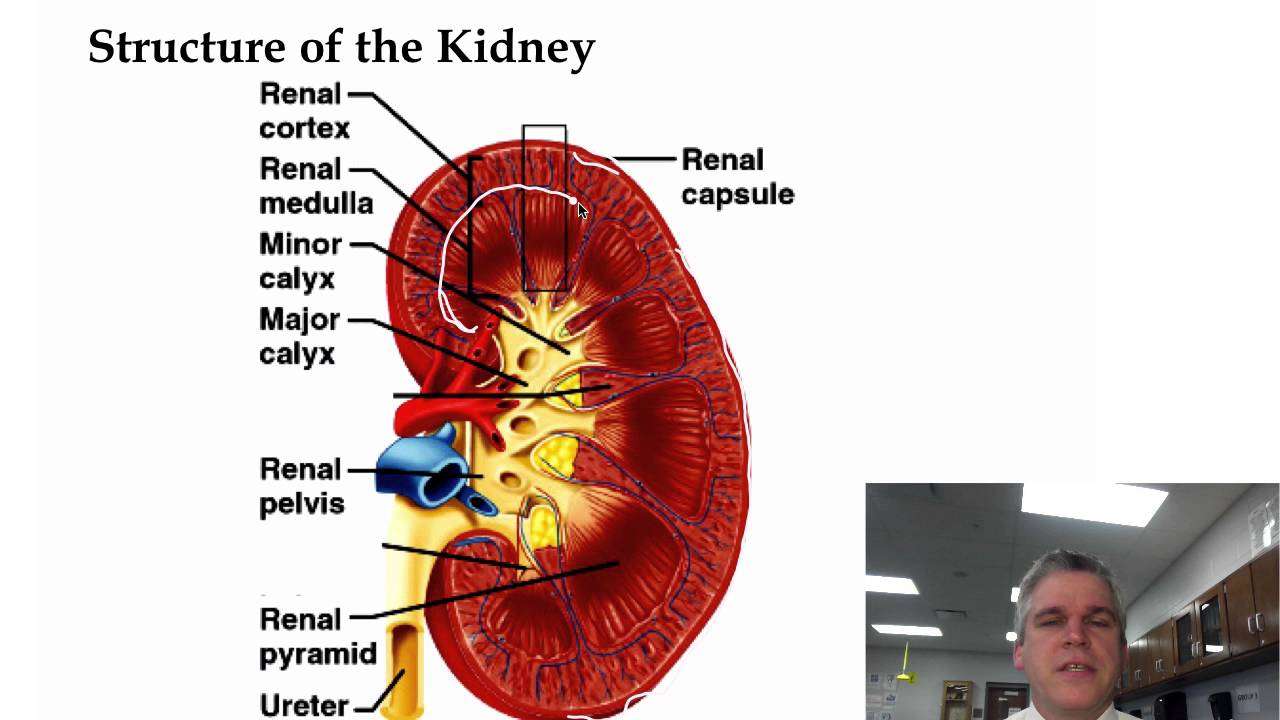 Structure of Kidneys