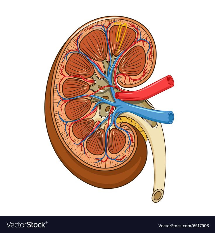 Structure of the kidney medical vector illustration. Science medical ...
