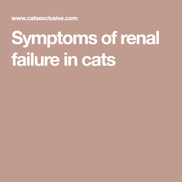 Symptoms of renal failure in cats