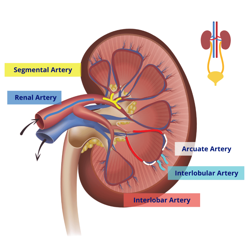 The Blood Supply to the Kidneys