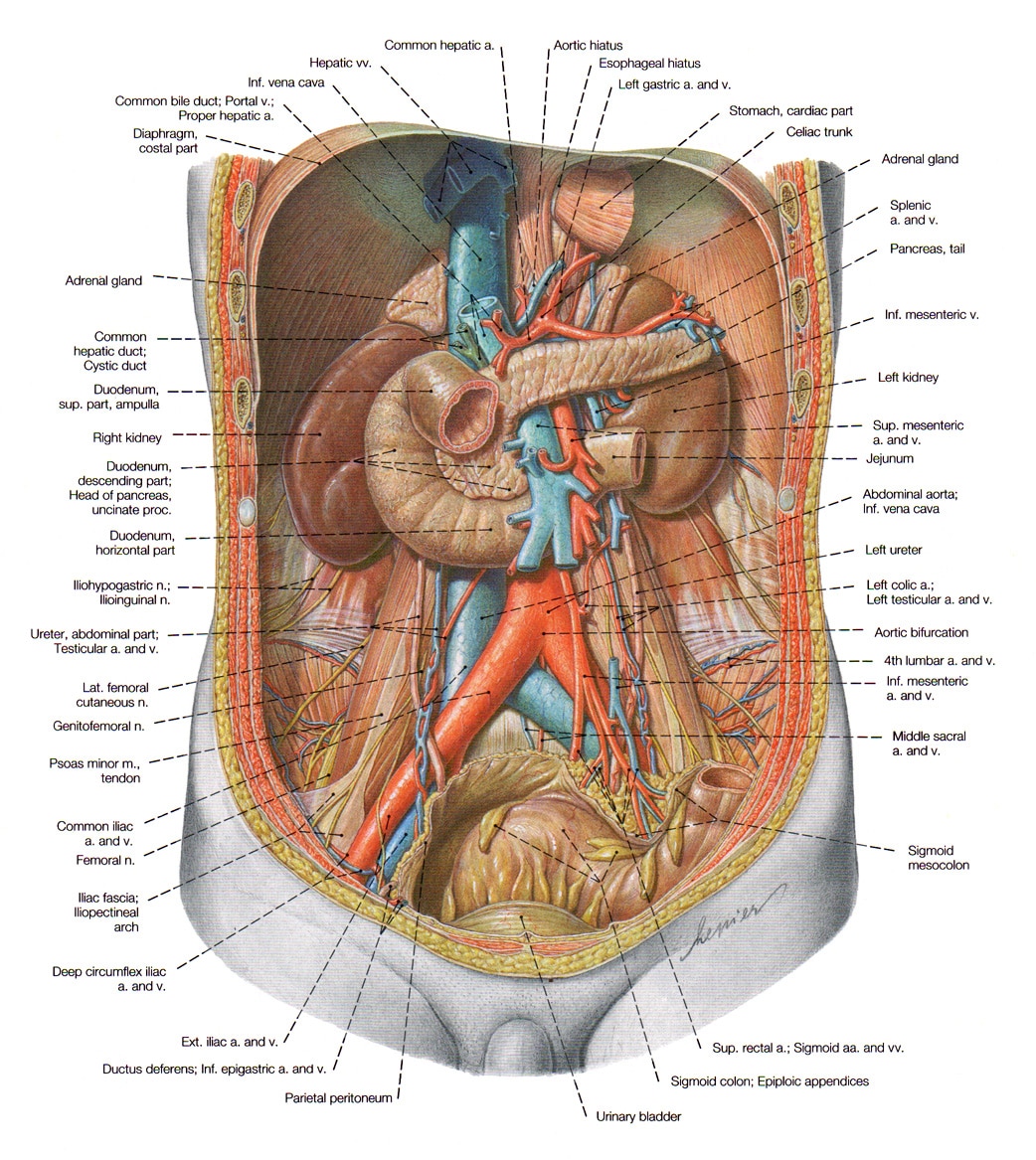 The kidney, the urinary system