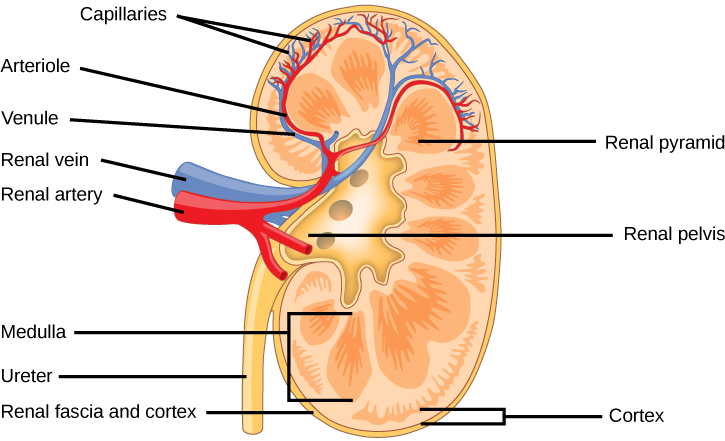 The Kidneys and Osmoregulatory Organs