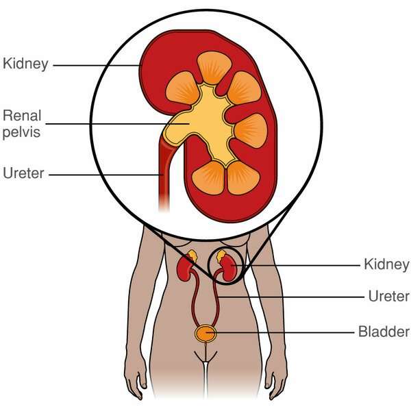 The kidneys and ureters