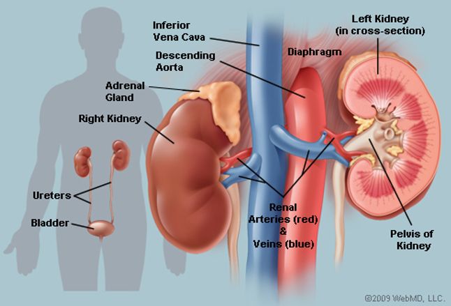 The Kidneys (Human Anatomy): Picture, Function, Definition ...