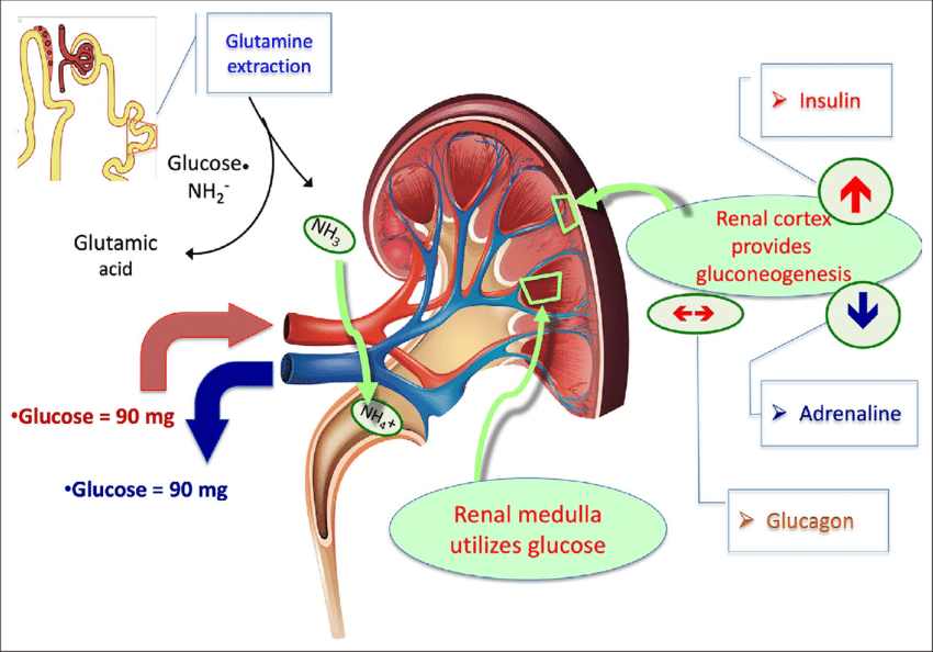 7-unusual-ways-high-blood-pressure-can-affect-your-kidneys