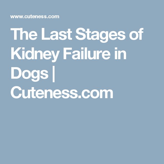 The Last Stages of Kidney Failure in Dogs