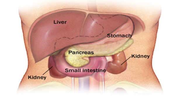 The Liver, Kidneys, and Pancreas