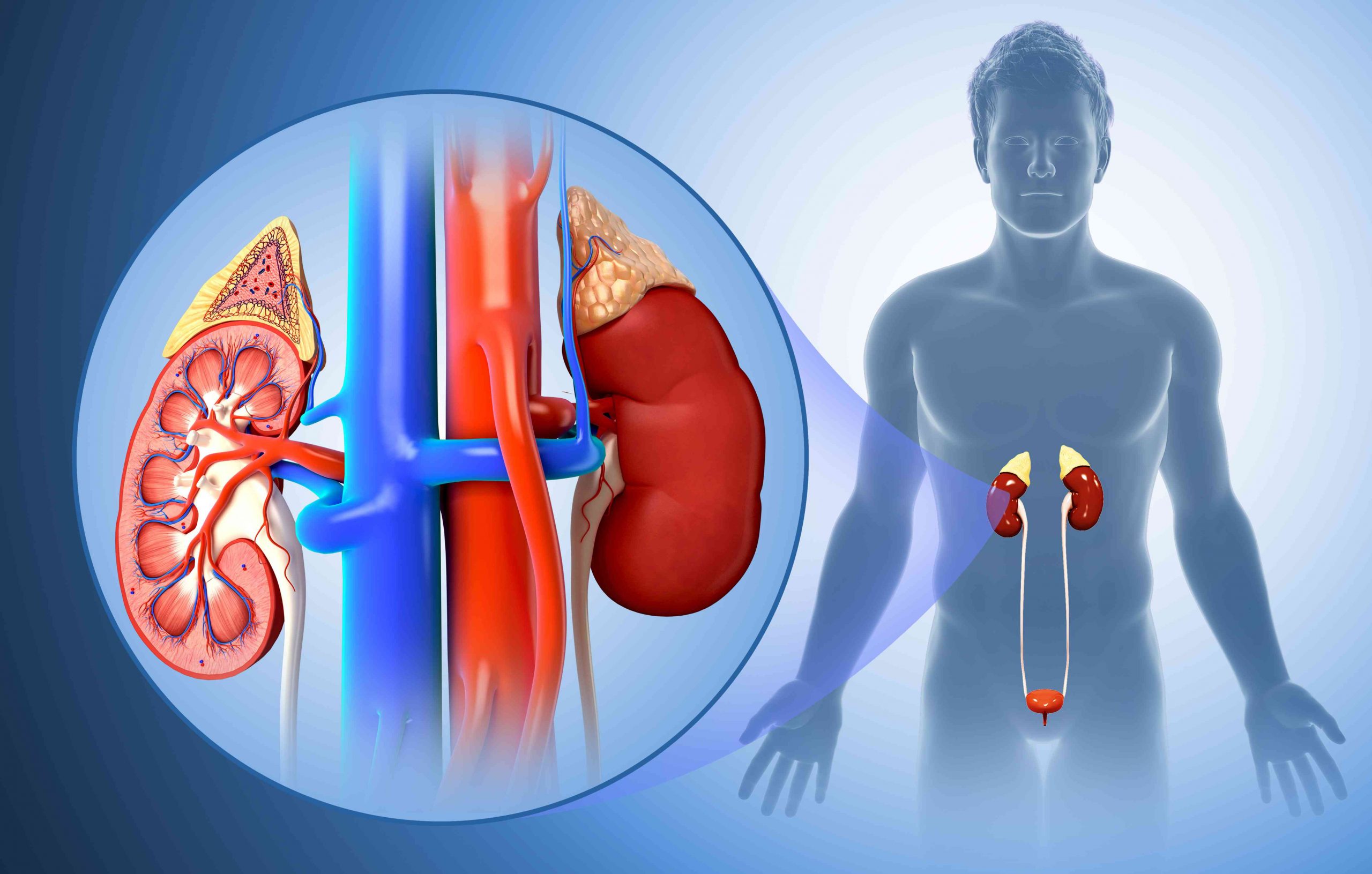The Structure and Function of the Kidneys
