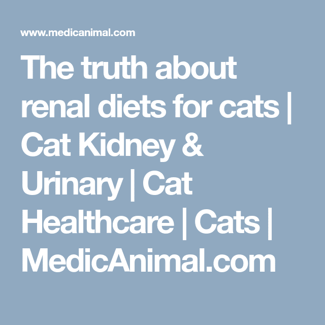 The truth about renal diets for cats