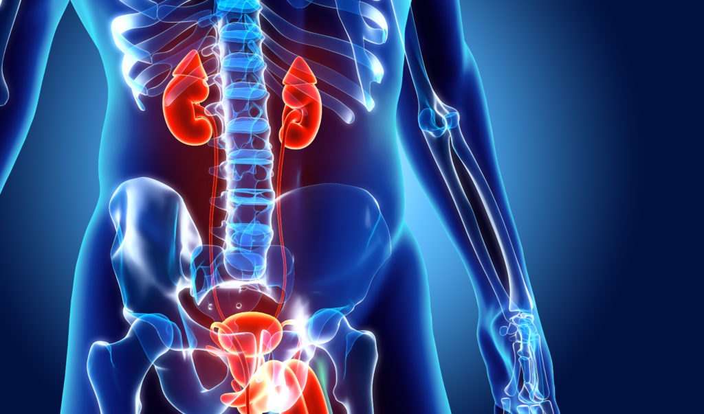 Understanding How Your Kidneys Work