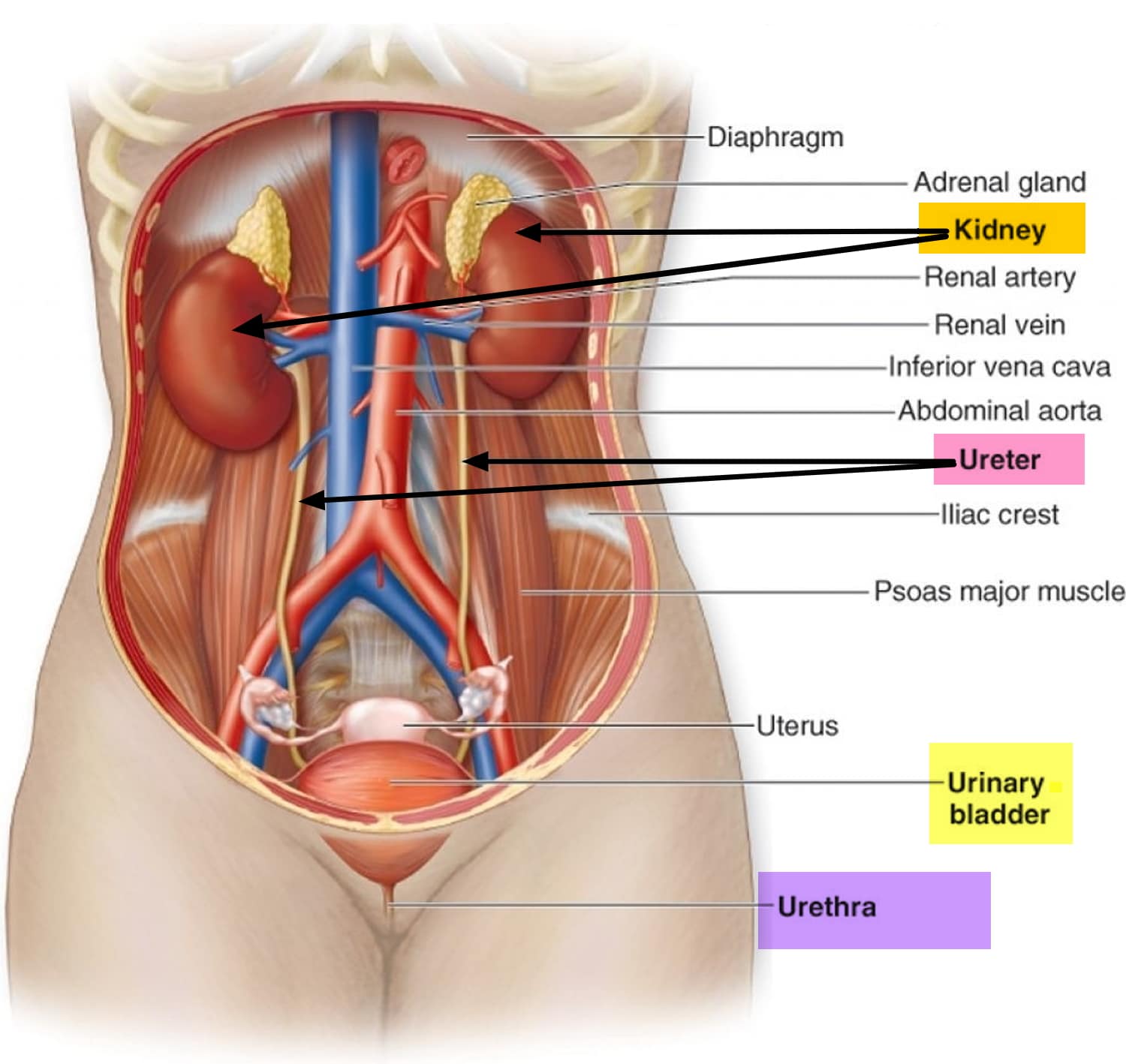 Ureter Anatomy &  Function