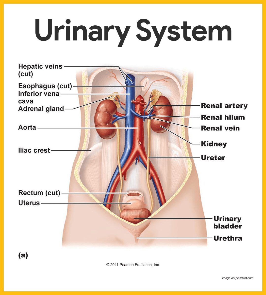 Urinary System Anatomy and Physiology: Study Guide for Nurses