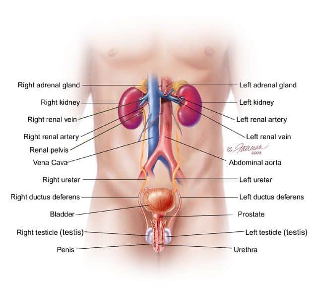 Urinary System Male