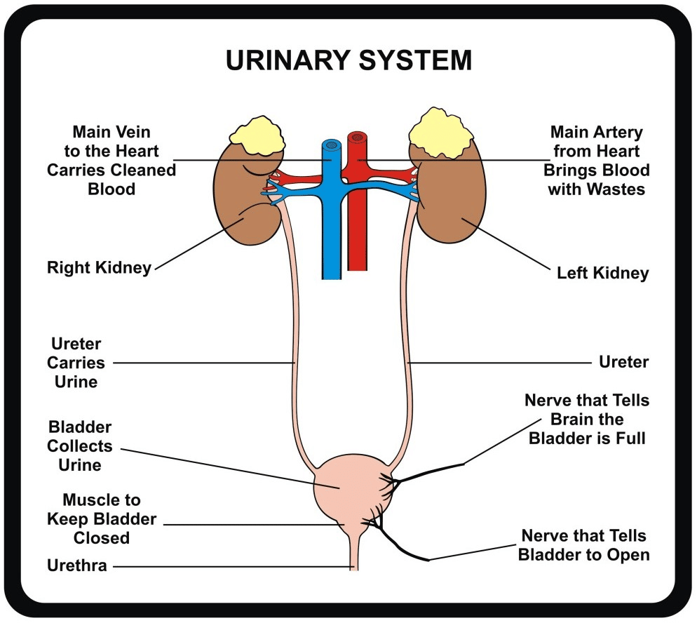 what-part-of-the-kidney-attaches-to-the-ureter-healthykidneyclub