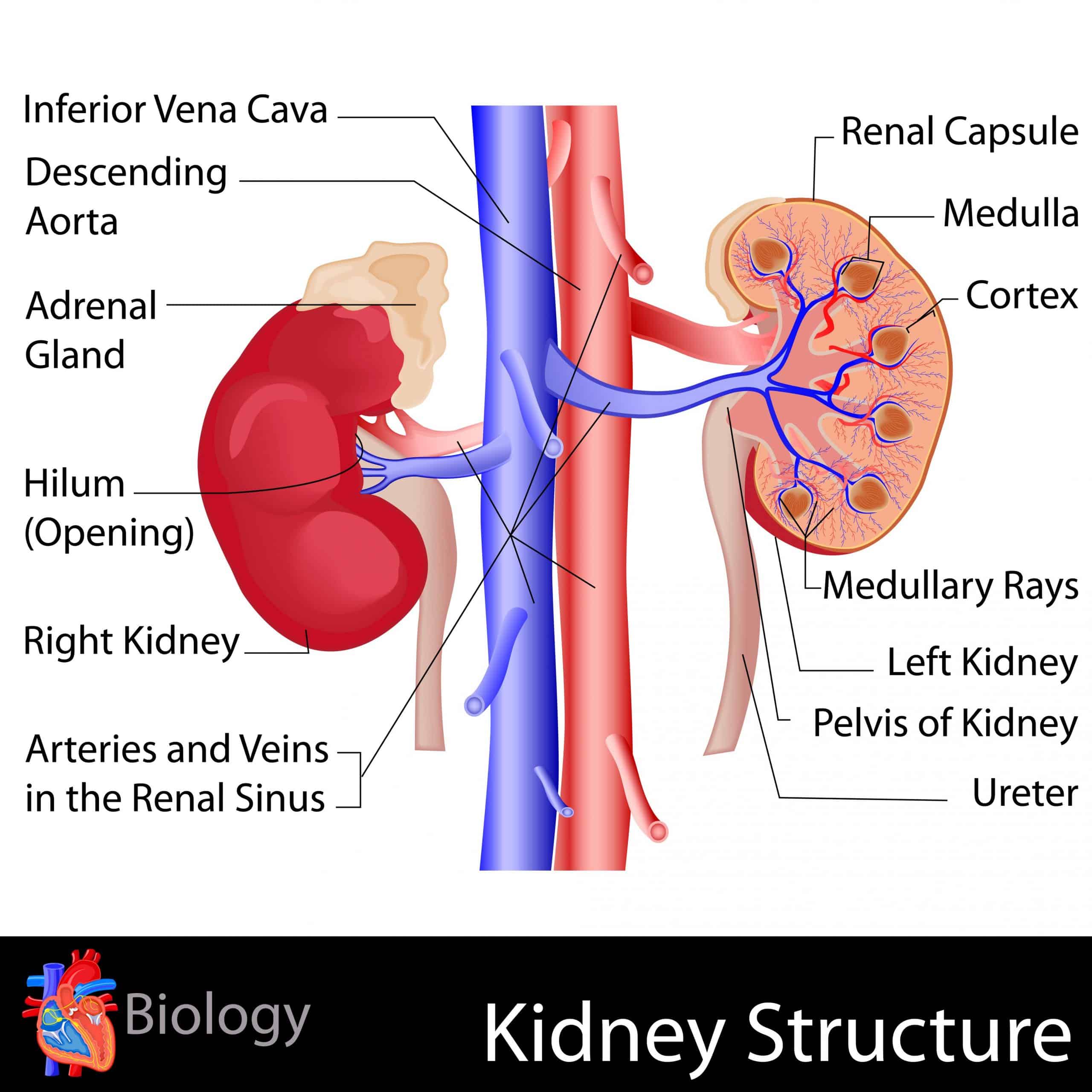 Water Retention With One Kidney