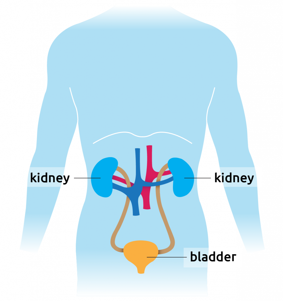 What are kidneys?