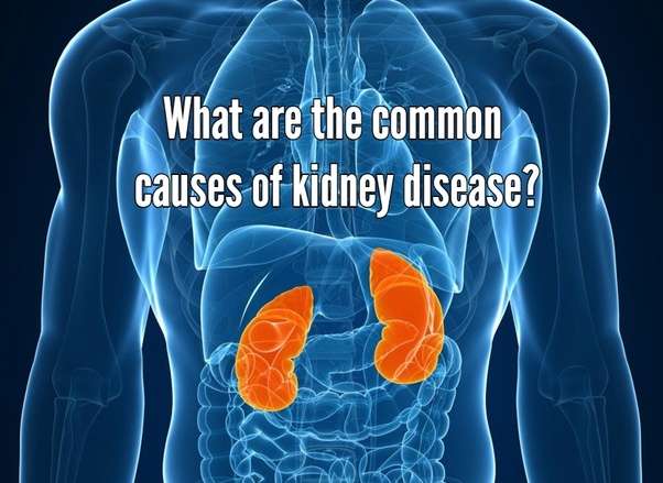 What are the common causes of kidney disease?