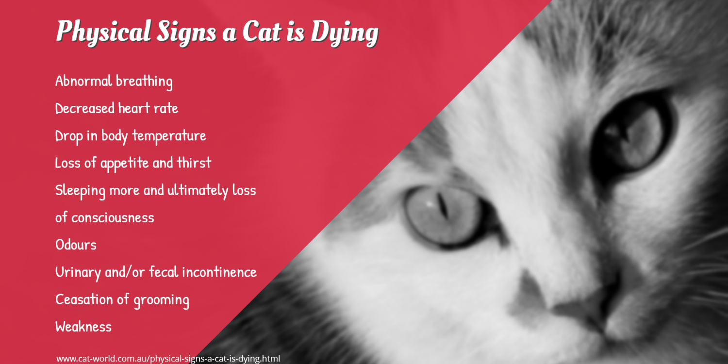 What Are The Symptoms Of A Cat Dying