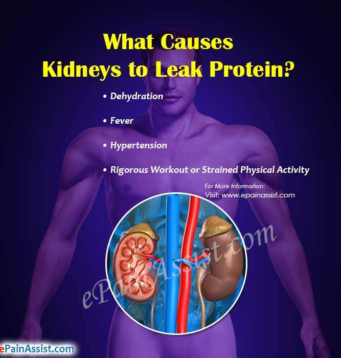 What Causes Kidneys to Leak Protein &  How to Stop it?