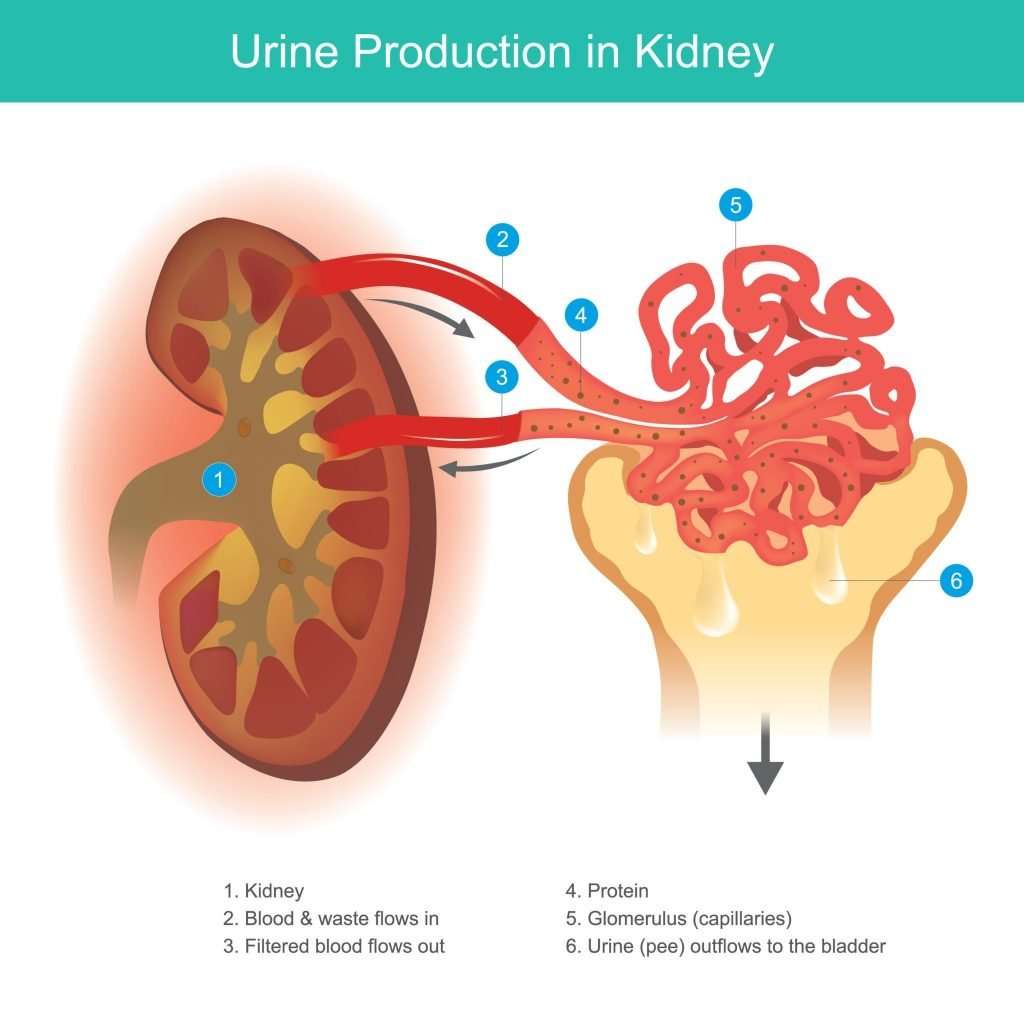 Do Kidneys Filter Blood Or Urine