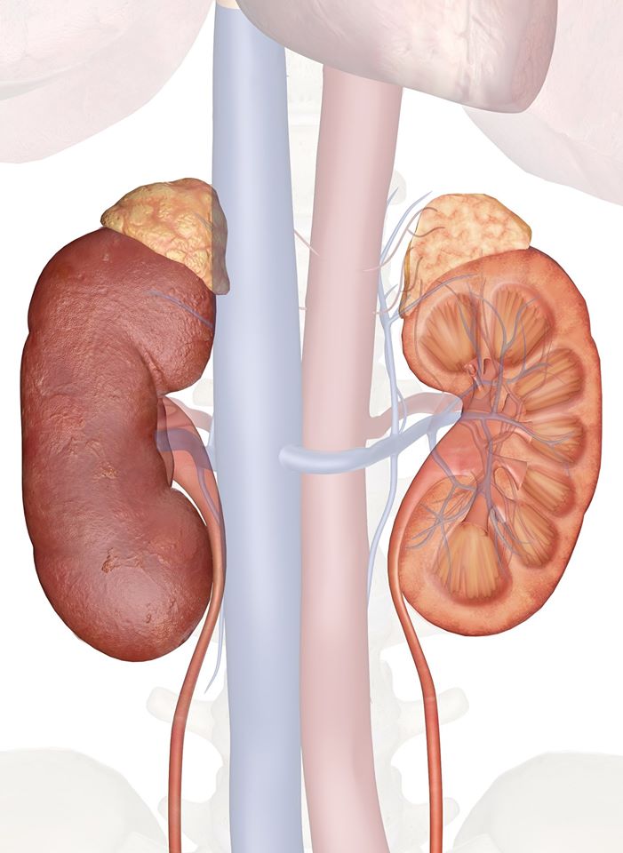 WHAT HAPPENS IF YOUR KIDNEYS ARE NOT WORKING SO WELL ...