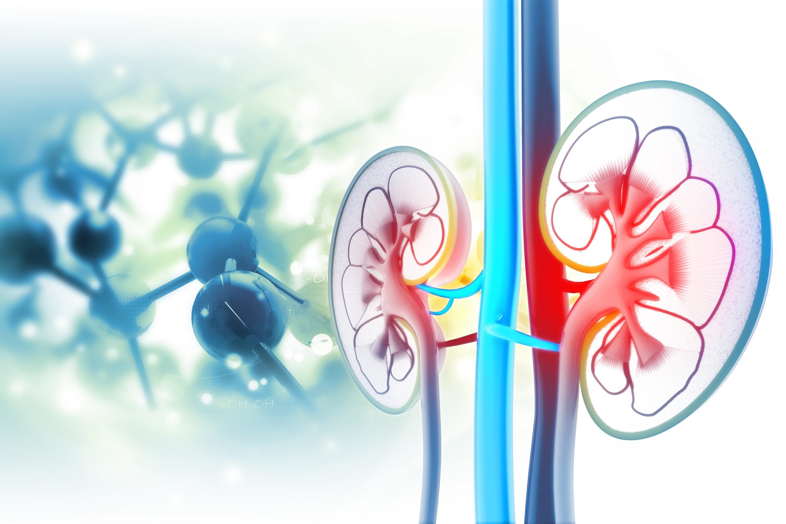 What Is Kidney Atrophy?