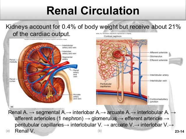 What is the difference between the coronary circulation and renal ...