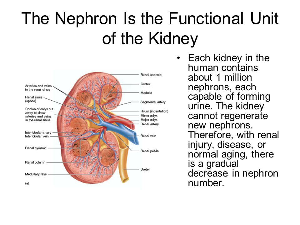 What is the functional unit of the kidney called ...