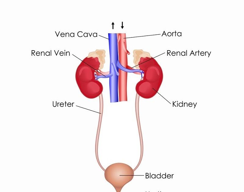 What Organ System Do The Kidney Belong To