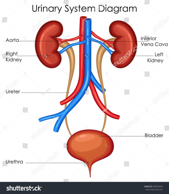 What Organ System Do The Kidney Belong To