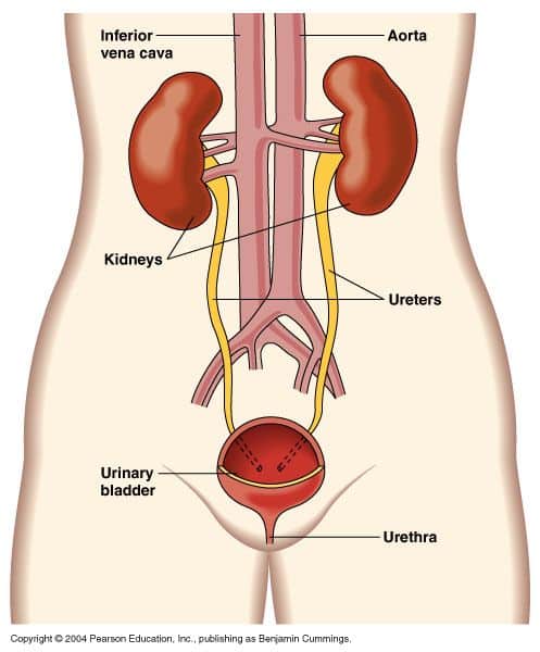 What organ system does the kidney belong to? What organ system does the ...