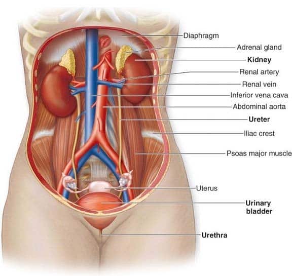 Where kidney are the located and its diagrams ~ Human Anatomy