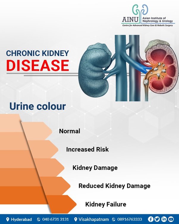 what-s-normal-kidney-function-healthykidneyclub
