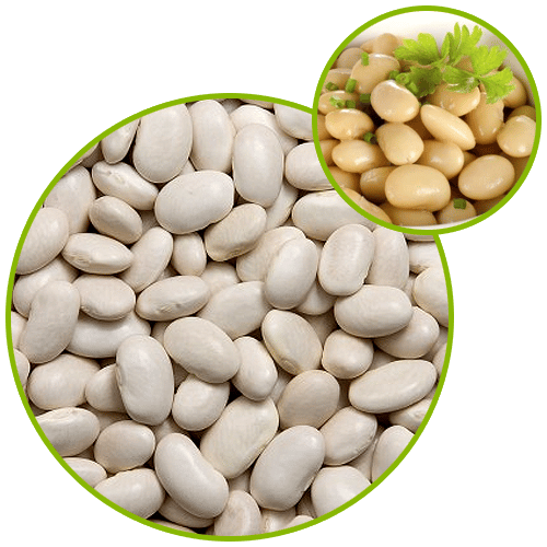 White Kidney Bean Extract â Oxynature Products Pvt. Ltd.